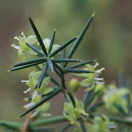 Asparagus aphyllus \ Blattloser Spargel / Mediterranean Asparagus, Prickly Asparagus, GR Akrokorinth 16.9.2014 (Photo: Gisela Nikolopoulou)