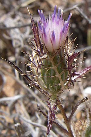 Atractylis cancellata \ Gitter-Spindelkraut / Distaff Thistle, Small Cnicus, GR Porto Rafti 21.5.2008