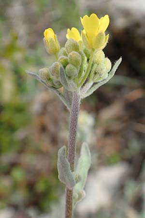 Aurinia saxatilis subsp. orientalis \ stliches Felsen-Steinkraut / Basket of Gold, Goldentuft Alyssum, GR Hymettos 20.3.2019