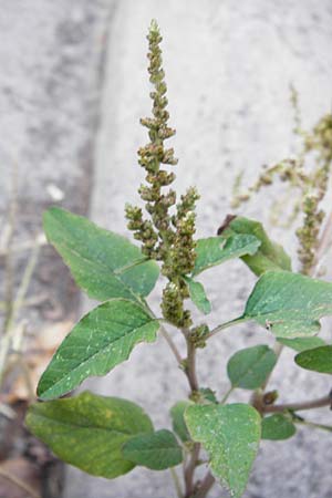 Amaranthus viridis \ Grner Amaranth, GR Athen 26.8.2014