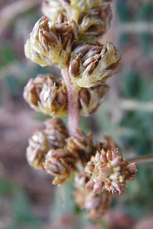 Amaranthus viridis \ Grner Amaranth, GR Athen 26.8.2014