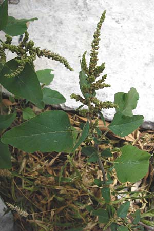 Amaranthus viridis \ Grner Amaranth / Slender Pigweed, Green Pigweed, GR Athen 6.9.2014