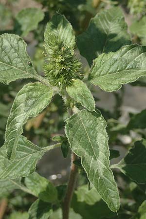 Amaranthus hybridus ? \ Grnhriger Amaranth, Bastard-Fuchsschwanz / Green Amaranth, Slender Pigweed, GR Euboea (Evia), Neos Pirgos 26.8.2017