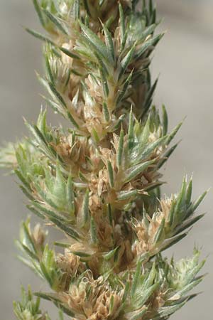 Amaranthus hybridus ? \ Grnhriger Amaranth, Bastard-Fuchsschwanz / Green Amaranth, Slender Pigweed, GR Euboea (Evia), Neos Pirgos 26.8.2017