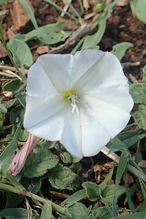 Convolvulus arvensis \ Acker-Winde / Field Bindweed, GR Euboea (Evia), Drimona 30.8.2017