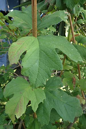 Acer hyrcanum subsp. intermedium \ Balkan-Ahorn / Balkan Maple, GR Euboea (Evia), Neos Pirgos 28.8.2017