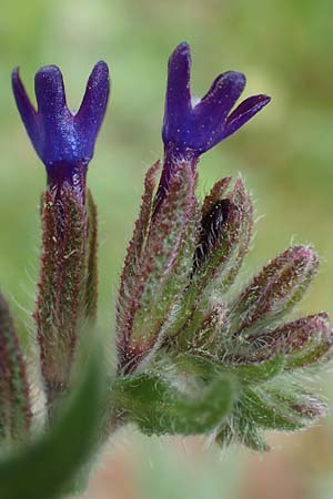 Anchusa hybrida \ Gewellte Ochsenzunge, Hybrid-Ochsenzunge / Undulate Bugloss, GR Athen, Mount Egaleo 10.4.2019