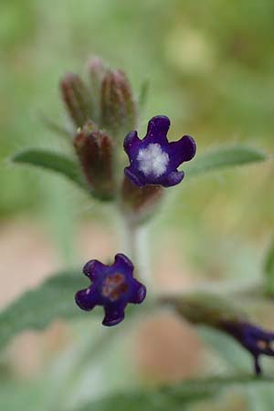 Anchusa hybrida \ Gewellte Ochsenzunge, Hybrid-Ochsenzunge / Undulate Bugloss, GR Athen, Mount Egaleo 10.4.2019