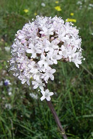 Valeriana dioscoridis \ Dioskorides-Baldrian / Dioscoridis Valerian, GR Timfi 17.5.2008