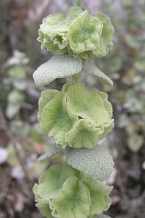 Ballota acetabulosa \ Napf-Schwarznessel / False Dittany, Greek Horehound, GR Parnitha 22.5.2008