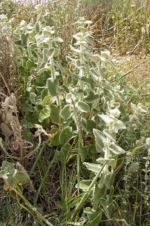 Ballota acetabulosa \ Napf-Schwarznessel / False Dittany, Greek Horehound, GR Hymettos 2.4.2013