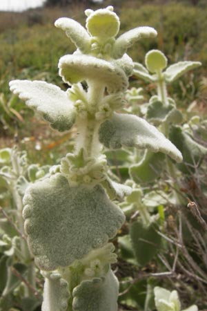 Ballota acetabulosa \ Napf-Schwarznessel / False Dittany, Greek Horehound, GR Hymettos 2.4.2013