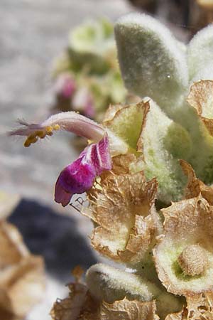 Ballota acetabulosa \ Napf-Schwarznessel / False Dittany, Greek Horehound, GR Euboea (Evia), Marmari 27.8.2014