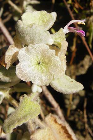 Ballota acetabulosa \ Napf-Schwarznessel / False Dittany, Greek Horehound, GR Euboea (Evia), Dimosari - Schlucht / Gorge 29.8.2014