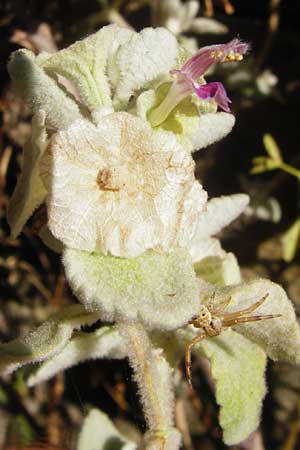 Ballota acetabulosa \ Napf-Schwarznessel / False Dittany, Greek Horehound, GR Euboea (Evia), Dimosari - Schlucht / Gorge 29.8.2014