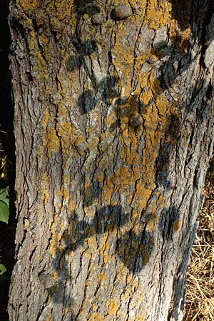 Morus alba \ Weier Maulbeerbaum, GR Euboea (Evia), Limni 31.8.2017