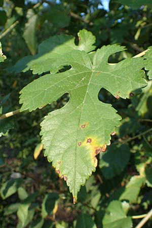 Morus alba \ Weier Maulbeerbaum / Chinese White Mulberry, GR Euboea (Evia), Limni 31.8.2017