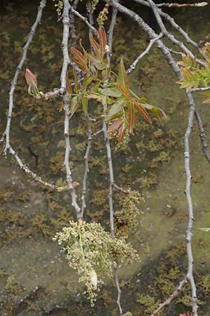 Pistacia terebinthus \ Terebinthe / Terebinth, GR Athen 9.4.2019