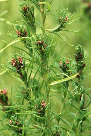 Bassia scoparia \ Besen-Radmelde, Sommerzypresse / Summer Cypress, GR Korinth/Corinth 6.10.2014 (Photo: Gisela Nikolopoulou)