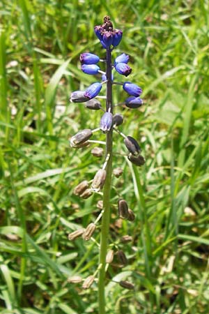 Bellevalia dubia / Doubtful Squill, GR Peloponnes, Figalia 29.3.2013