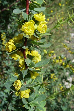 Berberis cretica \ Kretische Berberitze / Cretan Barberry, GR Parnitha 22.5.2008