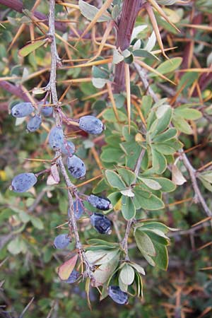 Berberis cretica \ Kretische Berberitze / Cretan Barberry, GR Parnitha 1.9.2014