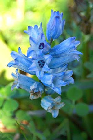 Bellevalia hyacinthoides \ Hyazinthe / Squill, GR Akrokorinth 18.1.2011 (Photo: Gisela Nikolopoulou)