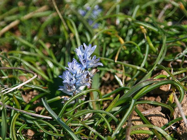 Bellevalia hyacinthoides \ Hyazinthe / Squill, GR Gerania - Gebirge/Mountains, Perachora 4.3.2012 (Photo: Gisela Nikolopoulou)