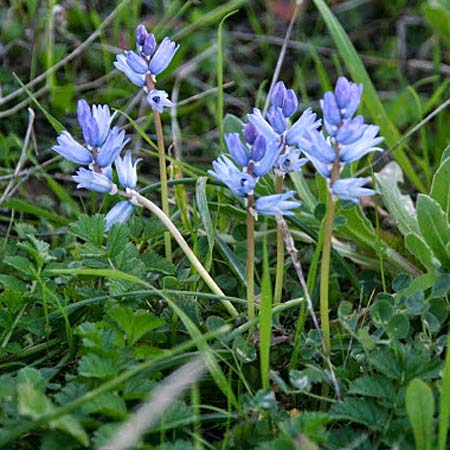 Bellevalia hyacinthoides \ Hyazinthe / Squill, GR Gerania - Gebirge/Mountains, Perachora 30.1.2013 (Photo: Gisela Nikolopoulou)