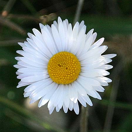 Bellis sylvestris / Southern Daisy, GR Corinth 5.11.2015 (Photo: Gisela Nikolopoulou)