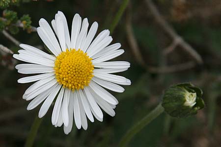 Bellis sylvestris / Southern Daisy, GR Corinth 25.9.2018 (Photo: Gisela Nikolopoulou)