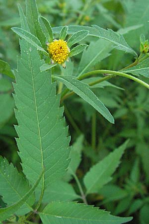 Bidens tripartita \ Dreiteiliger Zweizahn / Trifid Beggartick, GR Joannina 26.8.2007