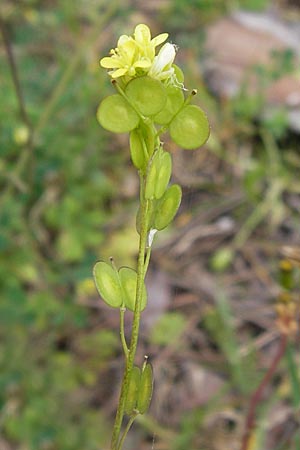 Biscutella didyma \ Einjhriges Brillenschtchen / Annual Buckler Mustard, GR Peloponnes, Strofilia-Wald bei Kalogria / Peloponnese, Strofilia Forest near Kalogria 27.3.2013