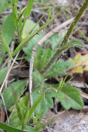 Biscutella didyma \ Einjhriges Brillenschtchen / Annual Buckler Mustard, GR Peloponnes, Strofilia-Wald bei Kalogria / Peloponnese, Strofilia Forest near Kalogria 27.3.2013