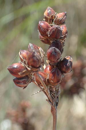 Juncus acutus \ Stechende Binse, GR Euboea (Evia), Kanatadika 25.8.2017