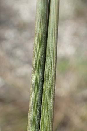 Juncus acutus / Spiny Rush, GR Euboea (Evia), Kanatadika 28.8.2017