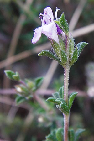 Satureja thymbra \ Thymianblttriges Bohnenkraut, GR Euboea (Evia), Karistos 28.8.2014