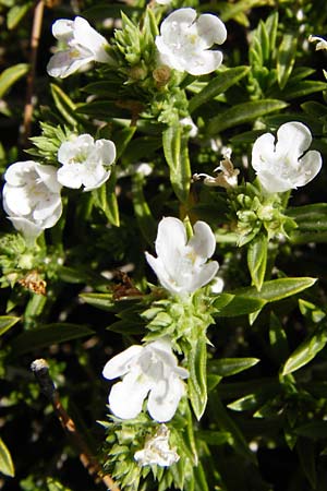 Satureja montana / Winter Savory, GR Parnitha 1.9.2014