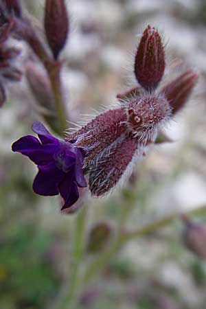 Anchusa hybrida \ Gewellte Ochsenzunge, Hybrid-Ochsenzunge / Undulate Bugloss, GR Joannina 14.5.2008