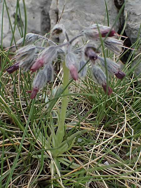 Rindera graeca \ Griechische Rindera / Greek Rindera, GR Peloponnes, Chelmos 18.5.2024