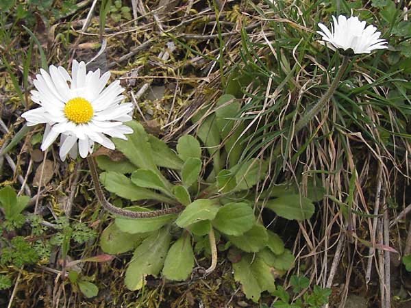 Bellis perennis \ Gnseblmchen, Tausendschn, GR Peloponnes, Andritsena 29.3.2013