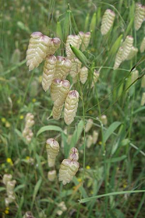 Briza maxima \ Groes Zittergras / Large Quaking Grass, GR Igoumenitsa 13.5.2008