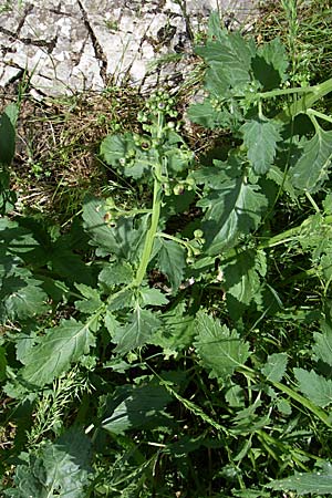 Scrophularia laciniata \ Verschiedenblttrige Braunwurz, Fiederlappige Braunwurz / Cut-Leaved Figwort, GR Zagoria, Monodendri 19.5.2008