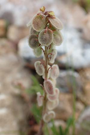 Clypeola jonthlaspi / Disk Cress, GR Hymettos 20.3.2019