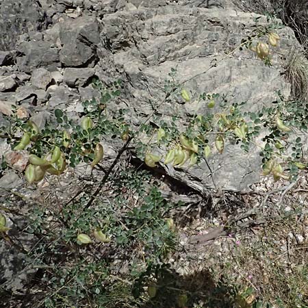 Colutea arborescens \ Blasenstrauch, GR Peloponnes, Kalavryta 20.5.2024