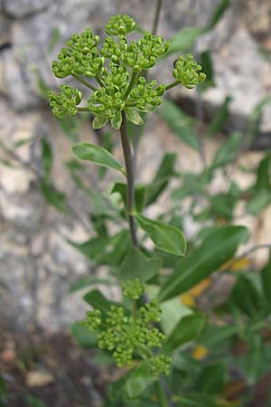 Bupleurum fruticosum \ Strauchiges Hasenohr / Shrubby Hare's Ear, GR Parnitha 22.5.2008