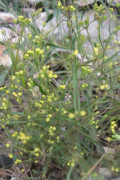 Bupleurum praealtum \ Binsen-Hasenohr, Hohes Hasenohr, GR Parnitha 22.5.2008