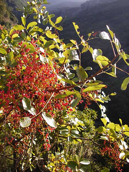 Pistacia terebinthus / Terebinth, GR Euboea (Evia), Dimosari - Gorge 29.8.2014