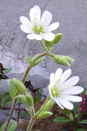 Cerastium smolikanum \ Smolikas-Hornkraut / Smolikas Mouse-Ear, GR Zagoria, Monodendri 15.5.2008