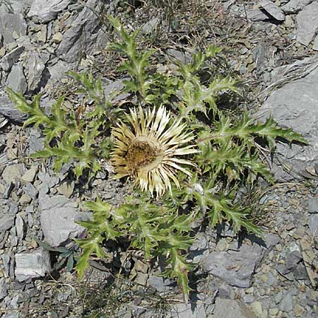 Carlina acanthifolia / Acanthus-Leaved Thistle, GR Katara Pass 27.8.2007